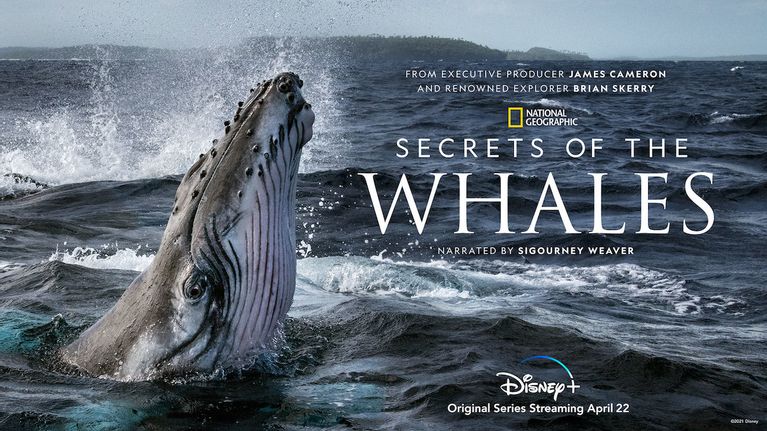 مستند Secrets of the Whales